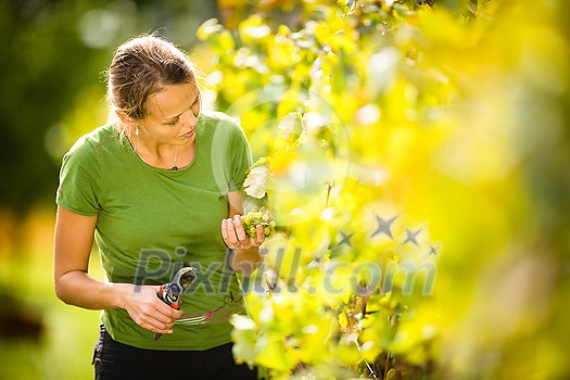 Woman picking grape during wine harvest Woman picking grape during wine harvest