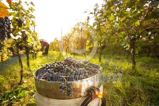 Freshly harvested red grapes in a pannier on a vineyard (color toned image) Freshly harvested red grapes in a pannier on a vineyard (color toned image)