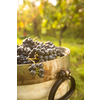 Freshly harvested red grapes in a pannier on a  vineyard (color toned image)