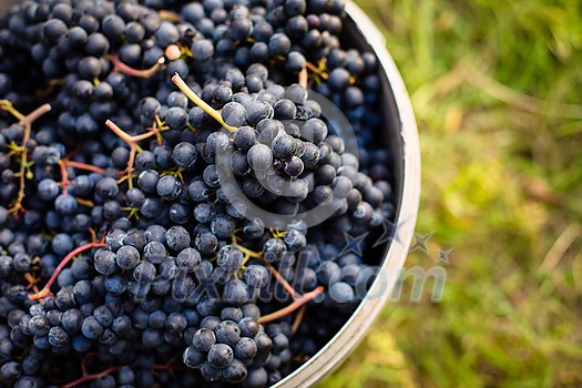 Freshly harvested red grapes in a pannier on a vineyard (color toned image) Freshly harvested red grapes in a pannier on a vineyard (color toned image)