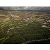 Banana plantation - Banana trees in the garden by the sea, Tenerife, The Canary Islands - Aerial Image