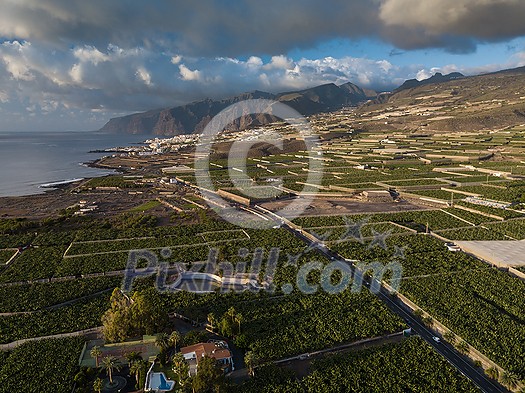 Banana plantation - Banana trees in the garden by the sea, Tenerife, The Canary Islands - Aerial Image Banana plantation - Banana trees in the garden by the sea, Tenerife, The Canary Islands - Aerial Image