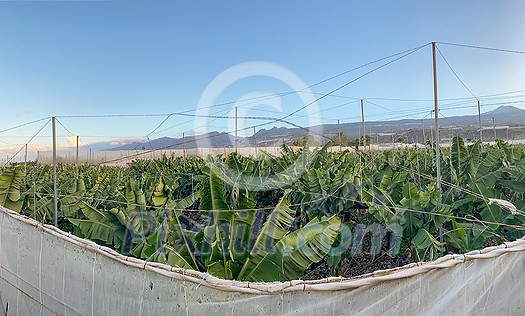 Banana plantation - Banana trees in the garden by the sea, Tenerife, The Canary Islands Banana plantation - Banana trees in the garden by the sea, Tenerife, The Canary Islands