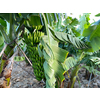 Banana plantation - Banana trees in the garden by the sea, Tenerife, The Canary Islands