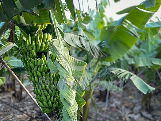 Banana plantation - Banana trees in the garden by the sea, Tenerife, The Canary Islands Banana plantation - Banana trees in the garden by the sea, Tenerife, The Canary Islands