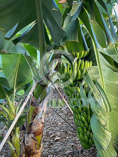 Banana plantation - Banana trees in the garden by the sea, Tenerife, The Canary Islands Banana plantation - Banana trees in the garden by the sea, Tenerife, The Canary Islands