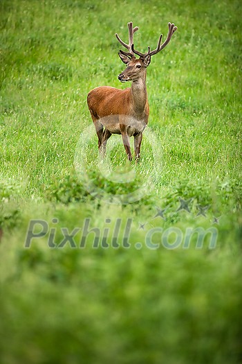 Fallow deer wild ruminant mammal on pasture in summer Fallow deer wild ruminant mammal on pasture in summer