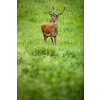 Fallow deer wild ruminant mammal on pasture in summer