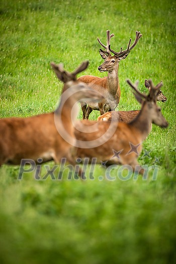 Fallow deer wild ruminant mammal on pasture in summer Fallow deer wild ruminant mammal on pasture in summer
