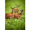 Fallow deer wild ruminant mammal on pasture in summer