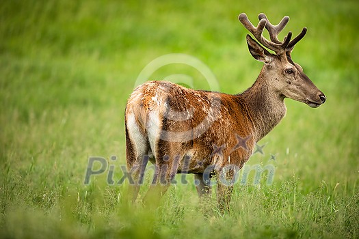 Fallow deer wild ruminant mammal on pasture in summer Fallow deer wild ruminant mammal on pasture in summer