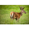 Fallow deer wild ruminant mammal on pasture in summer