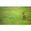 Fallow deer wild ruminant mammal on pasture in summer