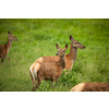 Fallow deer wild ruminant mammal on pasture in summer