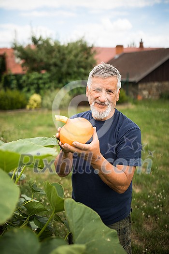 Gardener holding a pumkin in his hands - freshly harvested organic food from his permaculture garden Gardener holding a pumkin in his hands - freshly harvested organic food from his permaculture garden