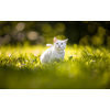 Extremely cute white kitten on a lovely meadow, playing outside - sweet domestic pet playing outside