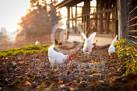 Hen in a farmyard (Gallus gallus domesticus)