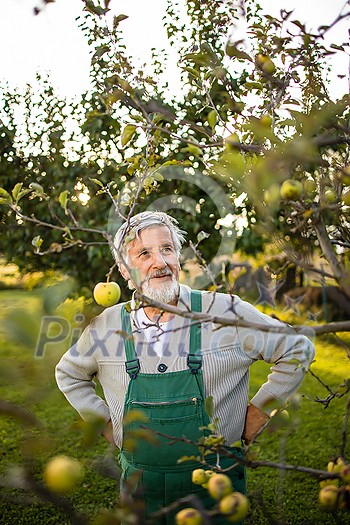 Senior gardenr gardening in his permaculture garden Senior gardenr gardening in his permaculture garden