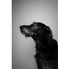 Black dog portrait - fading memory of an awesome friend