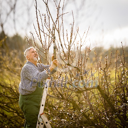 Senior gardener gardening in his permaculture garden - getting ready for the season, carrying out the necessary springtime tasks Senior gardener gardening in his permaculture garden - getting ready for the season, carrying out the necessary springtime tasks