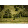 Cows grazing on a lovely green pasture