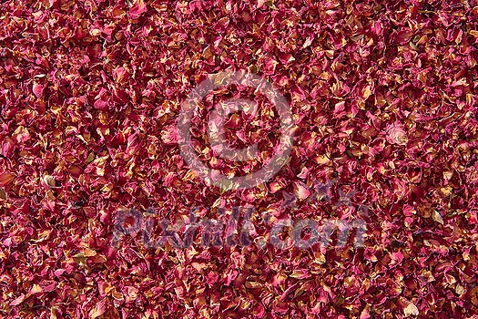 Beautiful pink dried rose petals used as background, full frame. Creative backdrop for spa website. Beautiful pink dried rose petals used as background, full frame. Creative backdrop for spa website.