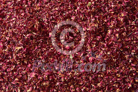 Bright natural background of pink dried rose petals, full frame. Minimal backdrop with floral theme. Bright natural background of pink dried rose petals, full frame. Minimal backdrop with floral theme.