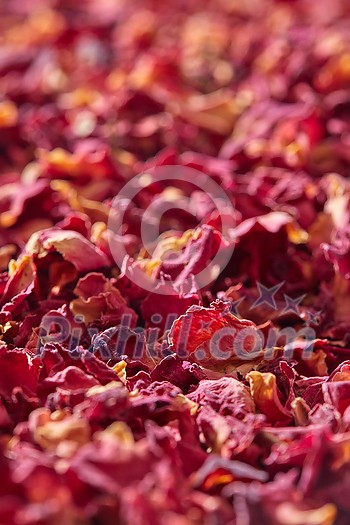 Close up of natural pink rose petals with soft focus, full frame, vertical wallpaper. Romantic backdrop with dried flowers. Close up of natural pink rose petals with soft focus, full frame, vertical wallpaper. Romantic backdrop with dried flowers.