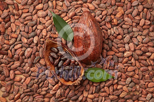 Top view of tropical fruit of Theobroma cacao tree filed with peeled organic cocoa beans Top view of tropical fruit of Theobroma cacao tree filed with peeled organic cocoa beans