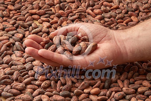 Crop hand of mal with pile of organic raw unpeeled beans of Theobroma cacao tree Crop hand of mal with pile of organic raw unpeeled beans of Theobroma cacao tree