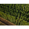 Hops being grown on a field - necessary ingredient for beer brewing