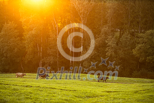Cows going home from pasture at the close of the day - Regenerative farming concept/Grass fed beef Cows going home from pasture at the close of the day - Regenerative farming concept/Grass fed beef