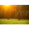 Cows going home from pasture at the close of the day - Regenerative farming concept/Grass fed beef