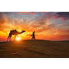 Indian cameleer (camel driver) bedouin with camel silhouettes in sand dunes of Thar desert on sunset. Caravan in Rajasthan travel tourism background safari adventure. Jaisalmer, Rajasthan, India