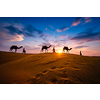 Indian cameleers (camel driver) bedouin with camel silhouettes in sand dunes of Thar desert on sunset. Caravan in Rajasthan travel tourism background safari adventure. Jaisalmer, Rajasthan, India