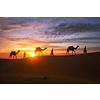 Indian cameleers (camel driver) bedouin with camel silhouettes in sand dunes of Thar desert on sunset. Caravan in Rajasthan travel tourism background safari adventure. Jaisalmer, Rajasthan, India