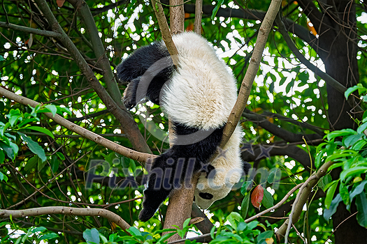 Chinese tourist symbol and attraction - cute giant panda bear cub on tree. Chengdu, Sichuan, China Chinese tourist symbol and attraction - cute giant panda bear cub on tree. Chengdu, Sichuan, China
