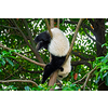 Chinese tourist symbol and attraction - cute giant panda bear cub on tree. Chengdu, Sichuan, China