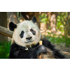 Chinese tourist symbol and attraction - giant panda bear eating bamboo. Chengdu, Sichuan, China
