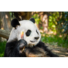 Chinese tourist symbol and attraction - giant panda bear eating bamboo. Chengdu, Sichuan, China