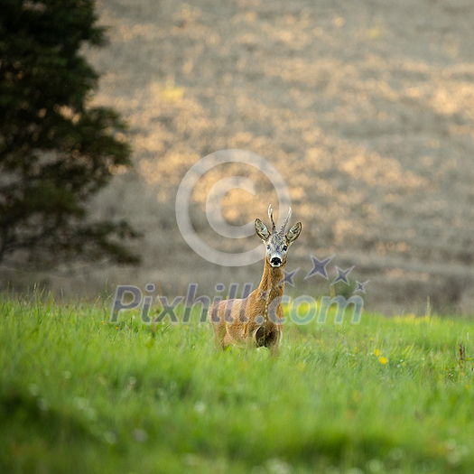 Majestic roe deer on pasture in warm evening light Majestic roe deer on pasture in warm evening light