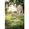 Cute goats on an organic farm, looking happy, grazing outdoors - respectful animal farming