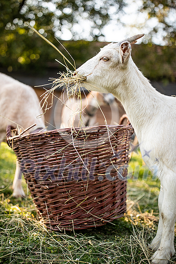 Cute goats on an organic farm, looking happy, grazing outdoors - respectful animal farming Cute goats on an organic farm, looking happy, grazing outdoors - respectful animal farming