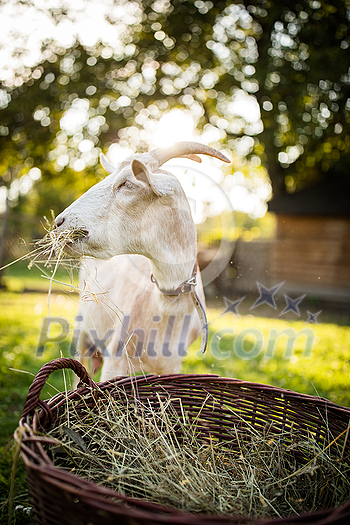 Cute goats on an organic farm, looking happy, grazing outdoors - respectful animal farming Cute goats on an organic farm, looking happy, grazing outdoors - respectful animal farming