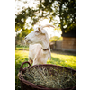 Cute goats on an organic farm, looking happy, grazing outdoors - respectful animal farming