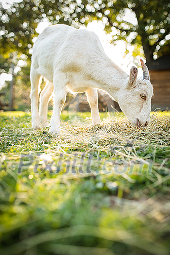 Cute goats on an organic farm, looking happy, grazing outdoors - respectful animal farming Cute goats on an organic farm, looking happy, grazing outdoors - respectful animal farming