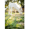 Cute goats on an organic farm, looking happy, grazing outdoors - respectful animal farming