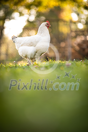 Hen in a farmyard (Gallus gallus domesticus) Hen in a farmyard (Gallus gallus domesticus)
