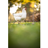 Hen in a farmyard (Gallus gallus domesticus)