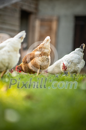 Hen in a farmyard (Gallus gallus domesticus) Hen in a farmyard (Gallus gallus domesticus)